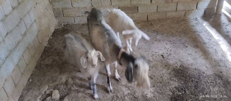 Toshkent echkilari sotiladi Toshkent echkilari sotiladi