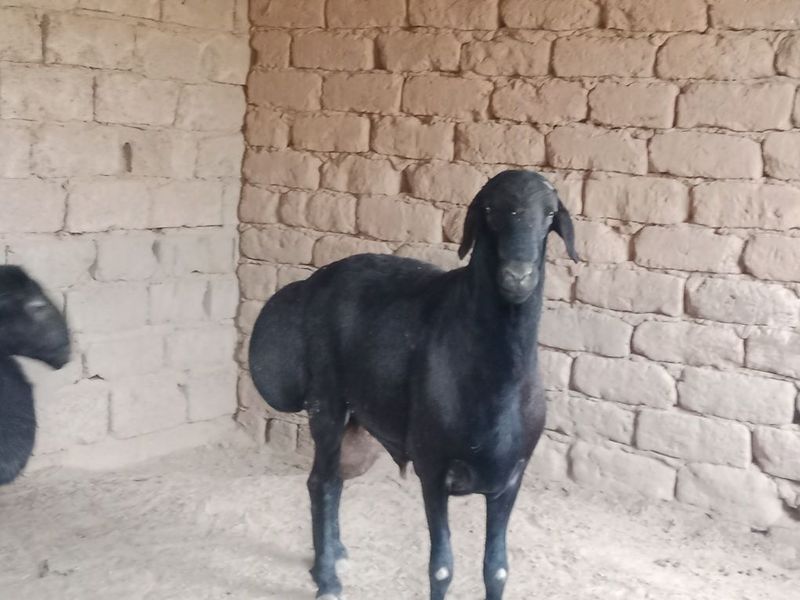 Qurbonlikka qo'chqorlar bor Qurbonlikka qo'chqorlar bor