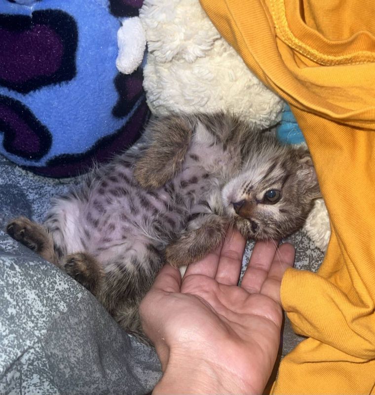 котёнок в добрые руки