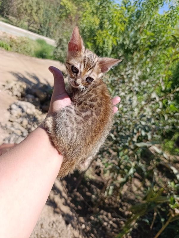Бенгальские котята Бенгальские котята