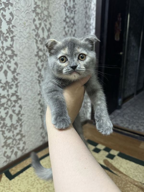 Скотиш фолд котёнок прадаётся 2 мес