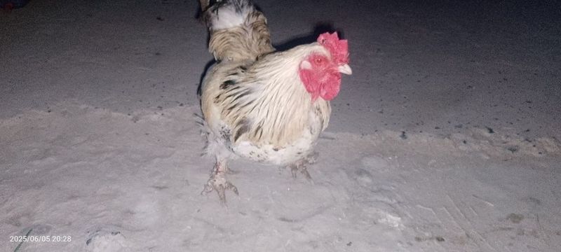 brama tovuqlari zoti toza akalar sirochni pul kerek brama tovuqlari zoti toza akalar sirochni pul kerek