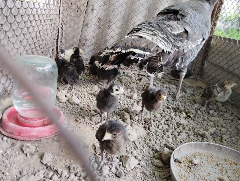 Kurka jo'jalari sotiladi 13 ta Kurka jo'jalari sotiladi 13 ta