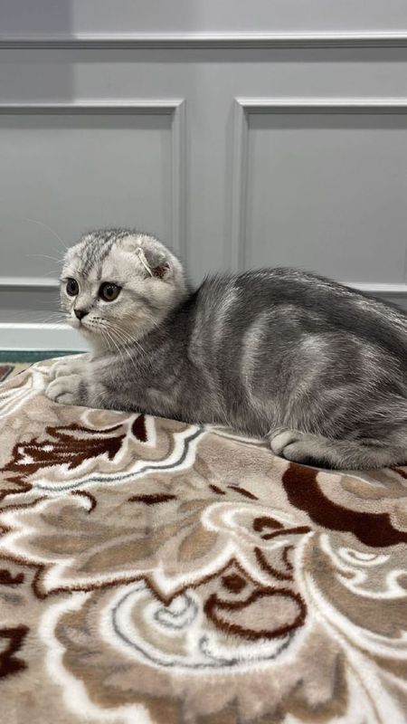 Скотиш фолд кошечка