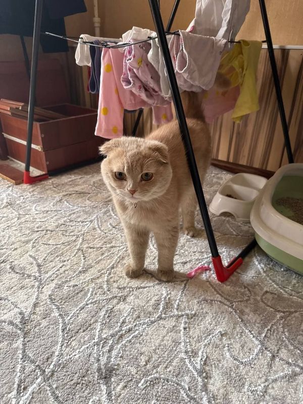 Продаёт кот , 100$