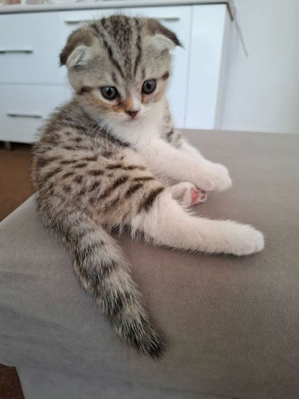 Продаются котята в хорошие руки,породистые и веслоухие