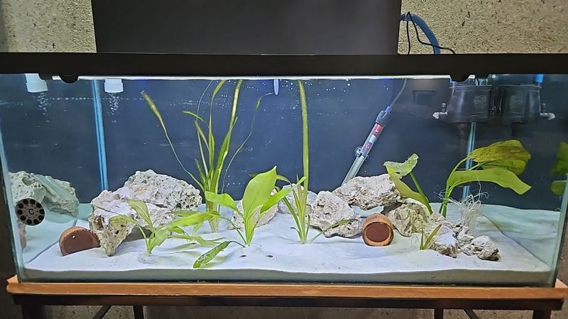 Akvarium uchun oq qum va oq tosh (miramr) akvani ochadi zor bolad Akvarium uchun oq qum va oq tosh (miramr) akvani ochadi zor bolad