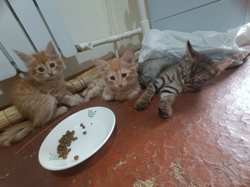 3 ta Mushukcha 2 ta qiz 1 ta og'il 3 ta Mushukcha 2 ta qiz 1 ta og'il