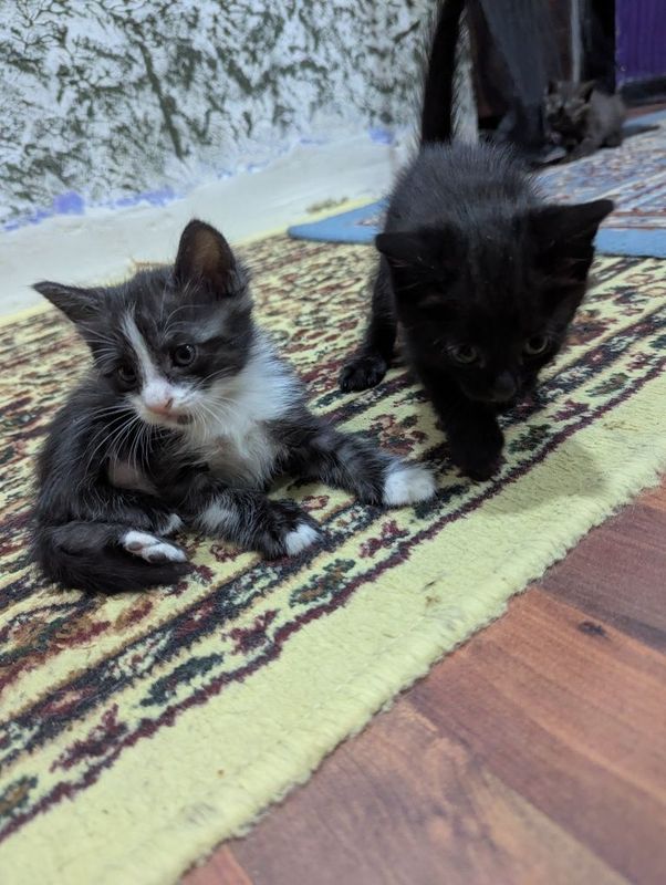Котята отдам бесплатно Котята отдам бесплатно