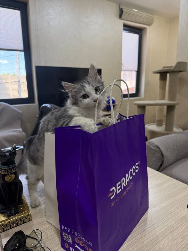 Котёнок мальчик Ташкент Котёнок мальчик Ташкент