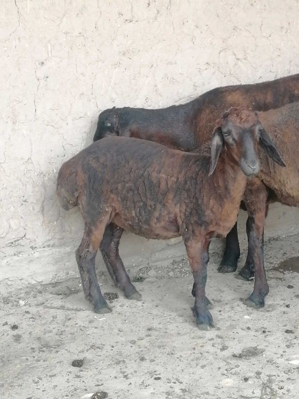 Yosh qo'zi sotiladi Yosh qo'zi sotiladi