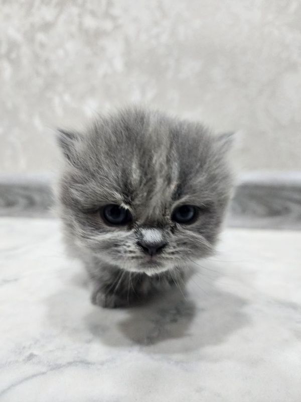 Котята Scottish Fold