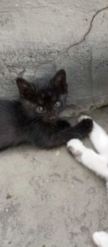 Котята! Мушукчалар сотилади