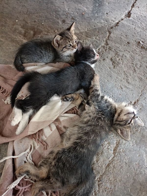 Отдам даром котят Отдам даром котят