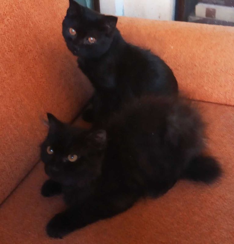 Котята в добрые руки. Смотрите другие объявления автора. Котята в добрые руки. Смотрите другие объявления автора.