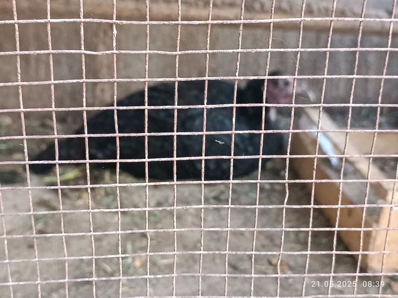 Kurka kurk boʻlgan sotiladi Kurka kurk boʻlgan sotiladi