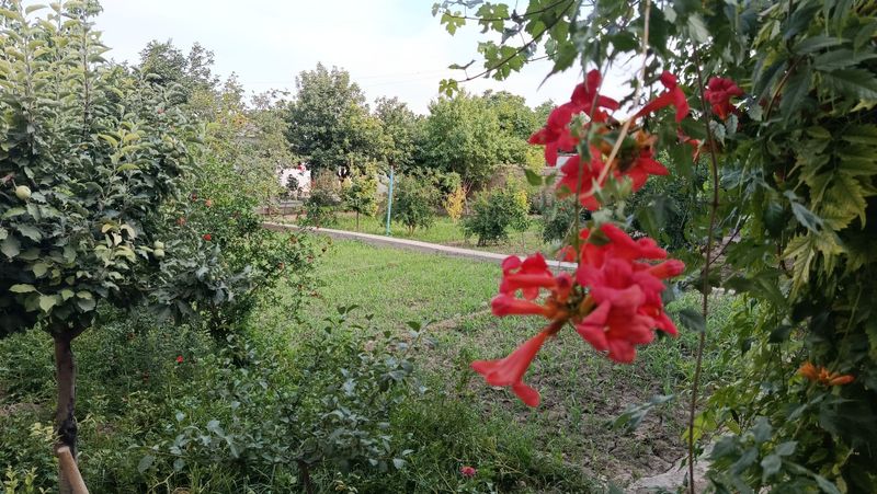 Hovli , 10 sotix Hovli , 10 sotix