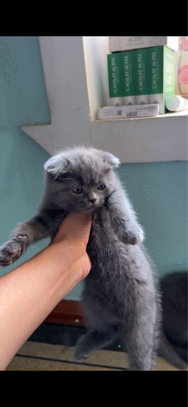 Scottish Fold Oʻgʻil bola Scottish Fold Oʻgʻil bola