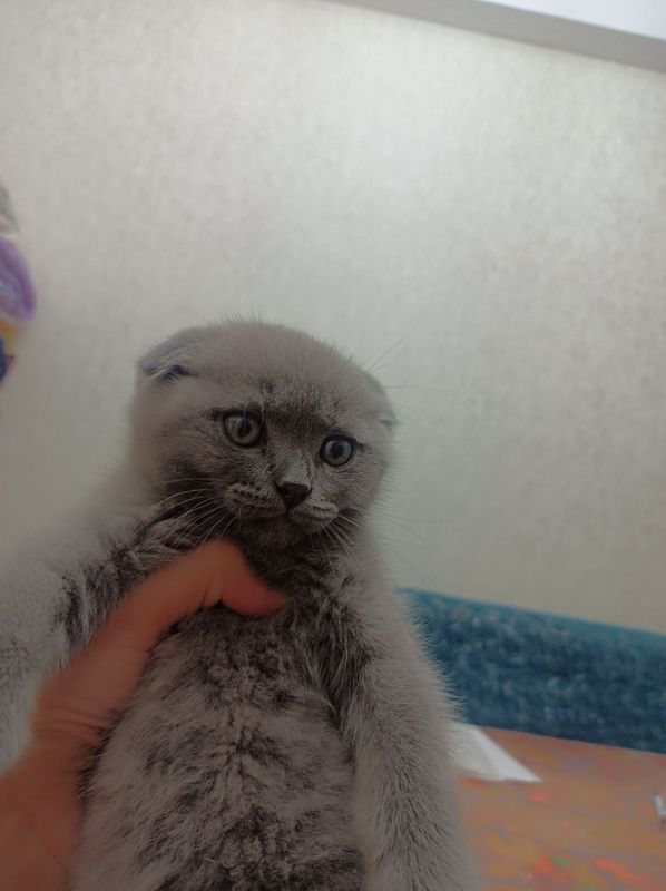 Mushuk sotiladi-Scottish Fold. Barcha kerakli jihozlari bilan birga Mushuk sotiladi-Scottish Fold. Barcha kerakli jihozlari bilan birga