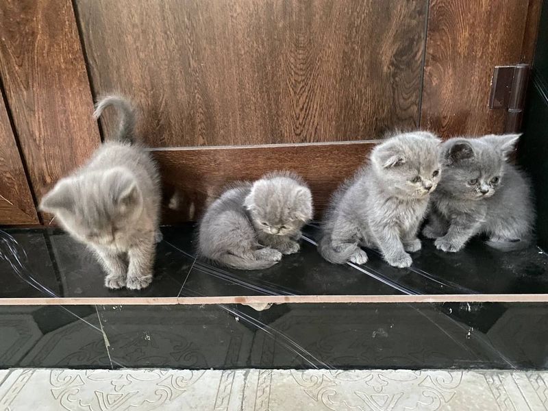Продаётся котята Продаётся котята
