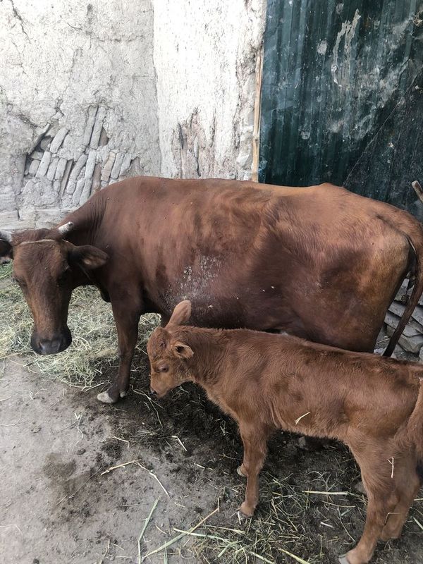 Ona bola sigir она бола сигир Ona bola sigir она бола сигир