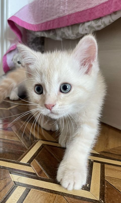 Котёнок на продаже Котёнок на продаже