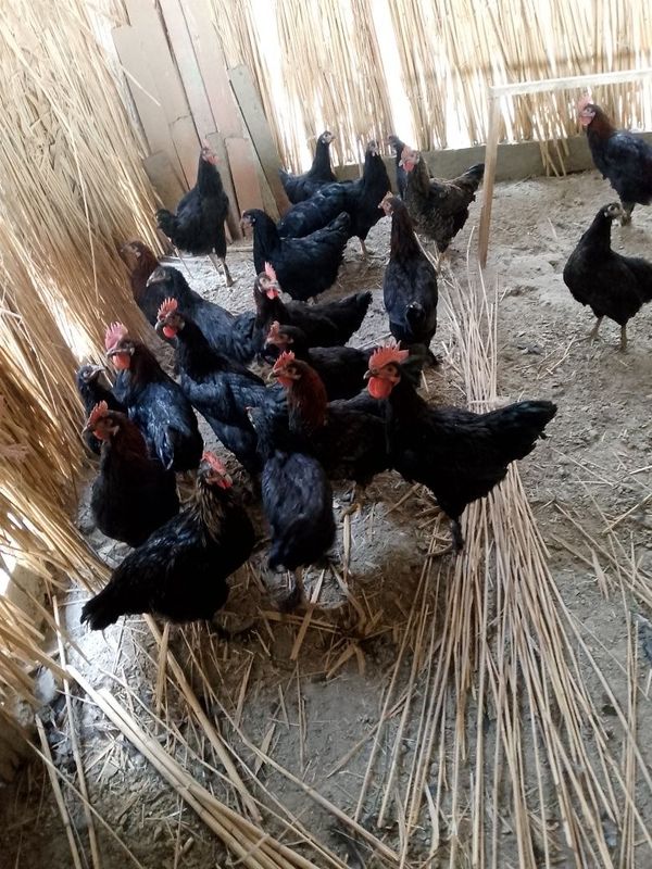 Qora tovuqlar sotiladi Qora tovuqlar sotiladi