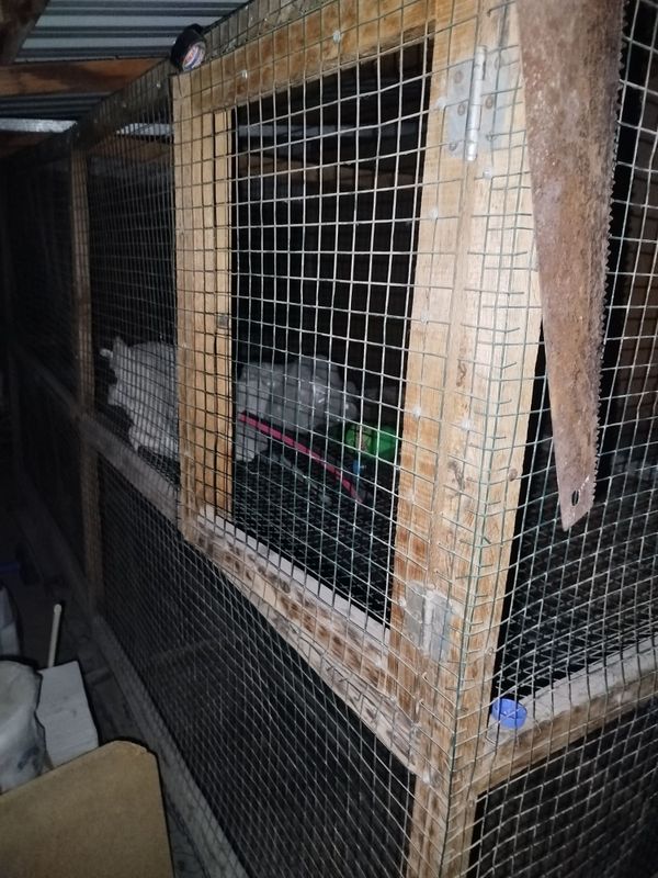 Katak tovuqlar uchun Katak tovuqlar uchun