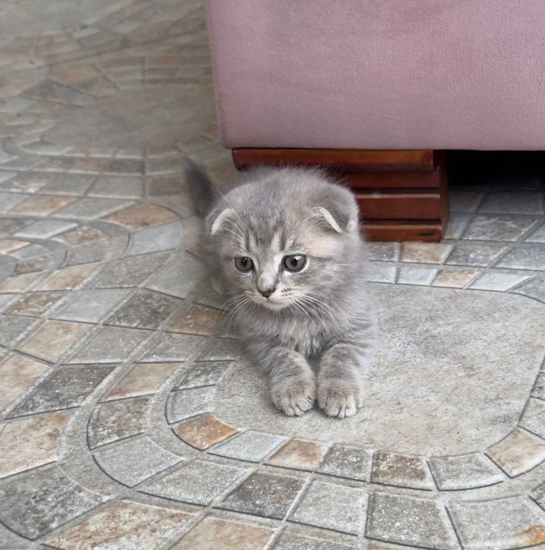 Скоттиш фолд 2 месяц малчик Скоттиш фолд 2 месяц малчик