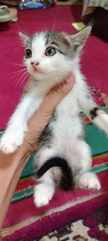 Домашний котёнок девочка
