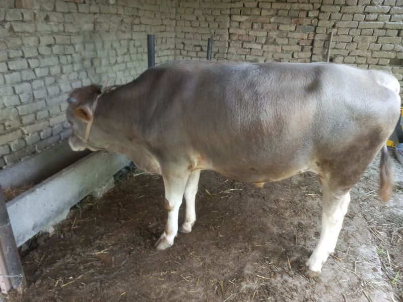 Shivet mol sotiladi Shivet mol sotiladi