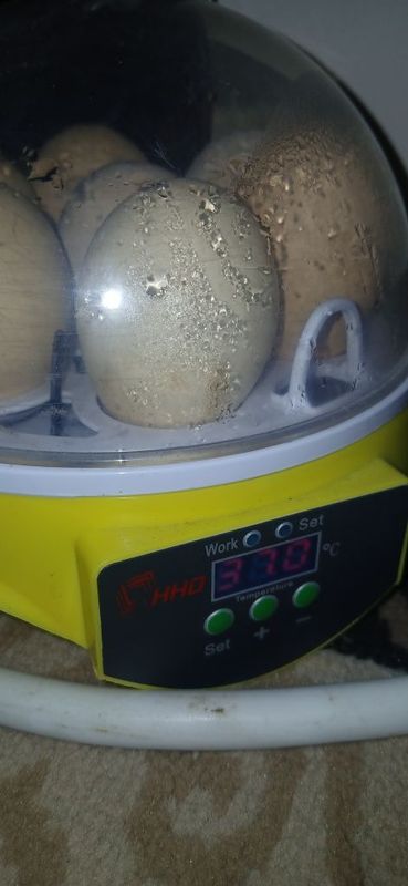 Mini incubator sotiladi Mini incubator sotiladi