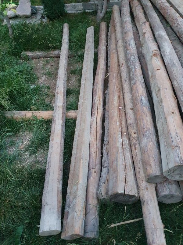 Болол российский