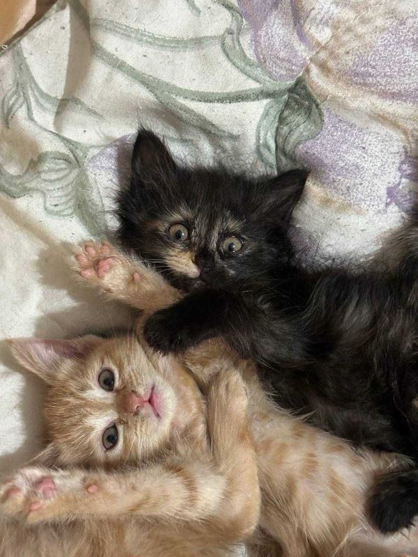 Пристраиваются котята. Домашние. 2 месяца