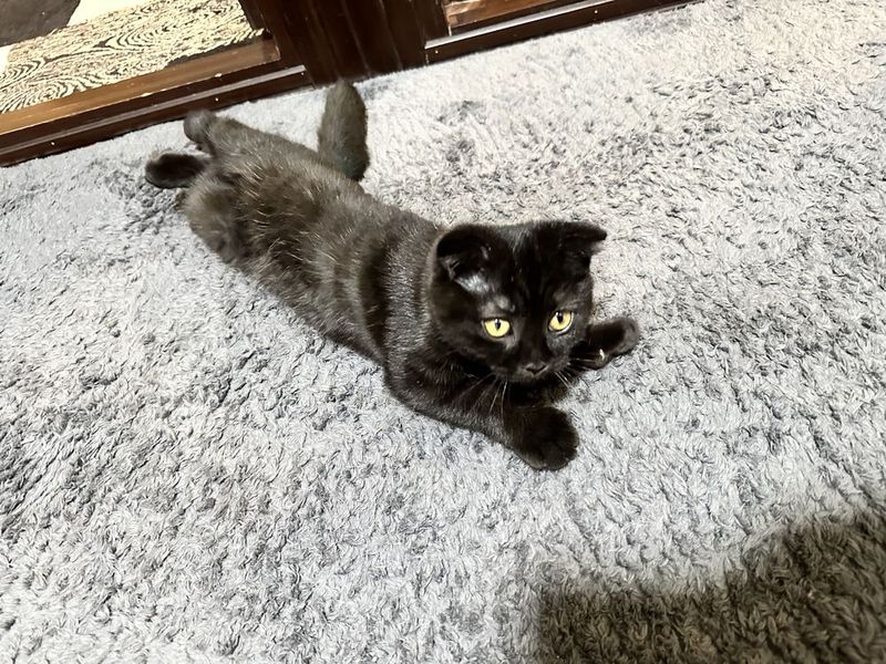 Скотиш фолд чистокровный Скотиш фолд чистокровный