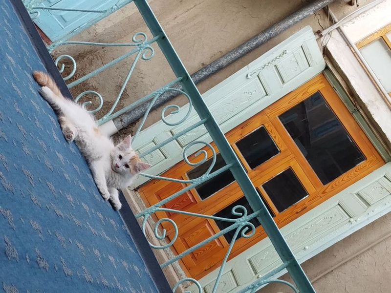 Котейки домашние Котейки домашние