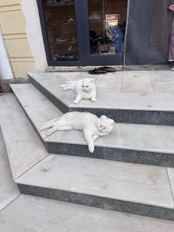 Erkak mushuk sotiladi Erkak mushuk sotiladi
