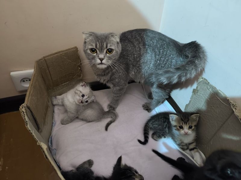 Вислоухие котята Вислоухие котята
