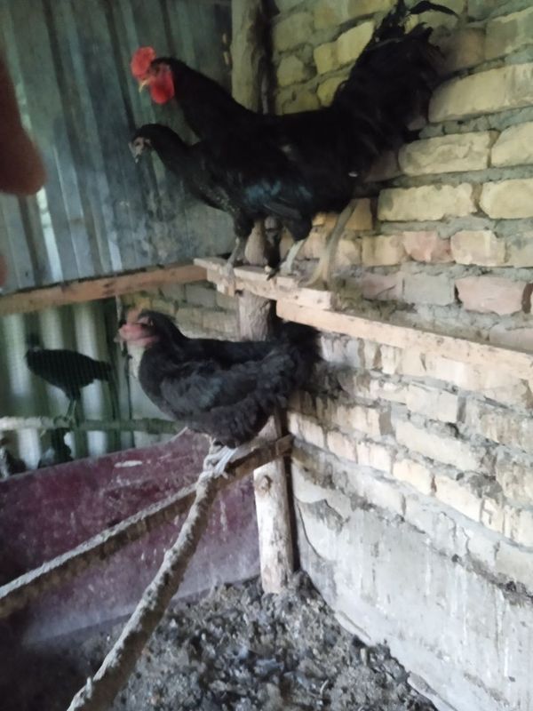 Кора Шахзода хуроз ва брама жужалар ма ж Кора Шахзода хуроз ва брама жужалар ма ж