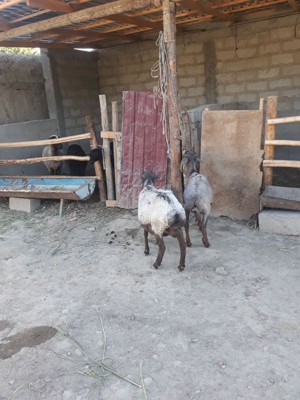 Ona bola qoy sotiladi Ona bola qoy sotiladi