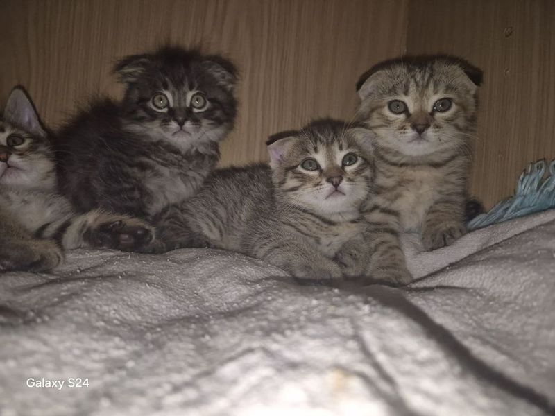 Продаются домашние котята Продаются домашние котята