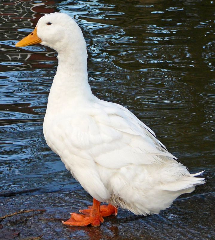 Oʻrdaklar Oʻrdaklar