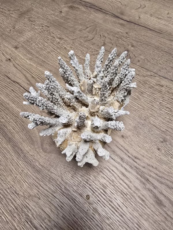 Кораллы для аквариума
