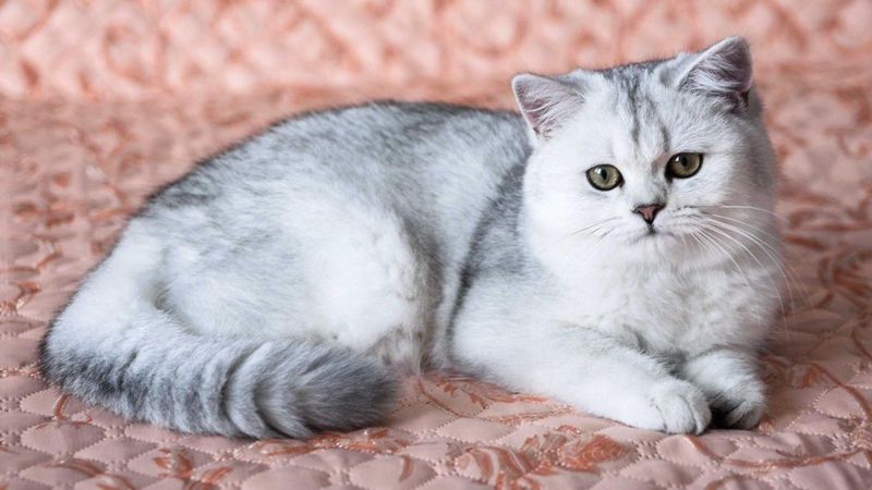 Продаётся Британка серебристая шиншила