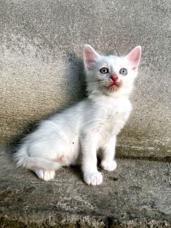 котенок котенок