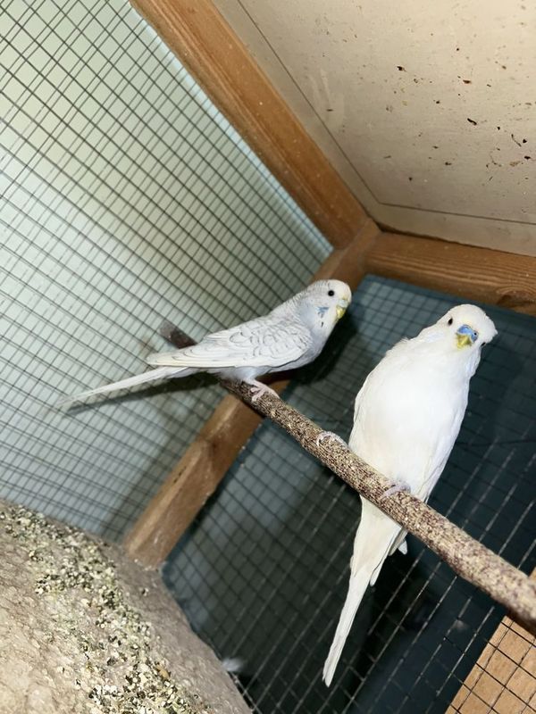 Andurka zotli toʻti sotiladi Andurka zotli toʻti sotiladi