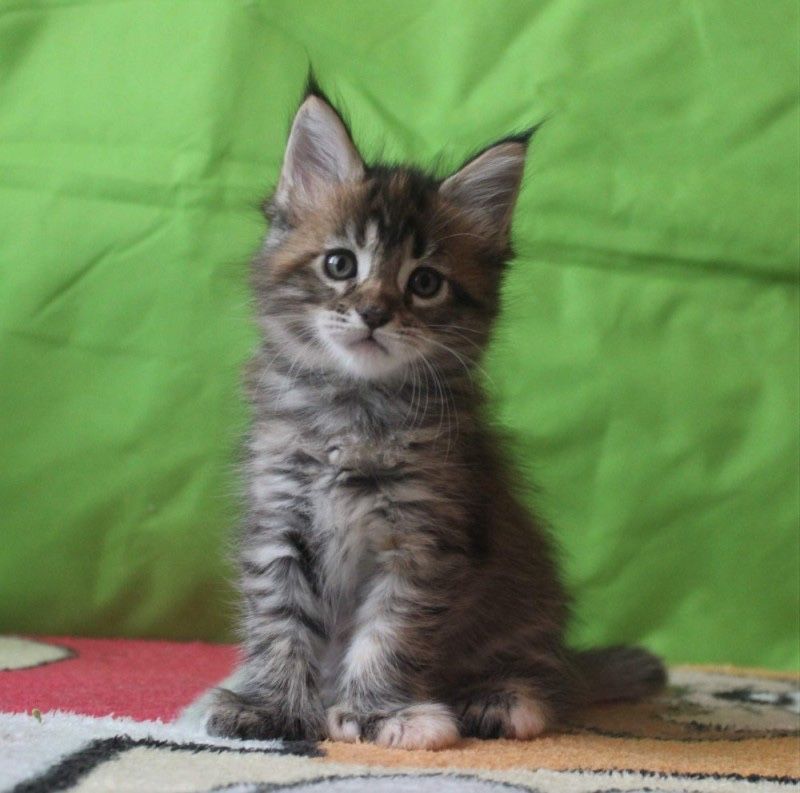 Котята мейн кун девочка Котята мейн кун девочка
