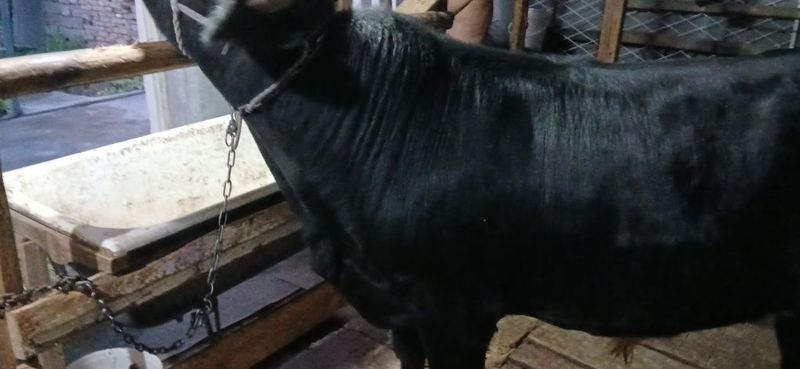 Buqala sotiladi tayyor Buqala sotiladi tayyor