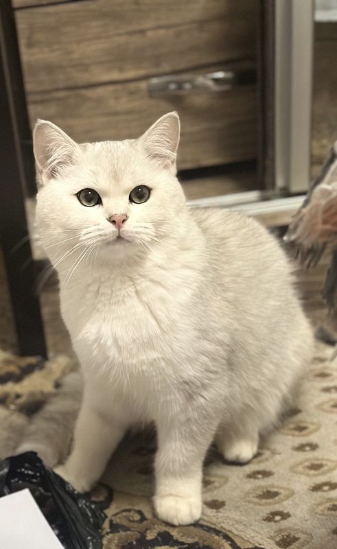 Продажи Серебристая Шиншилла Продажи Серебристая Шиншилла