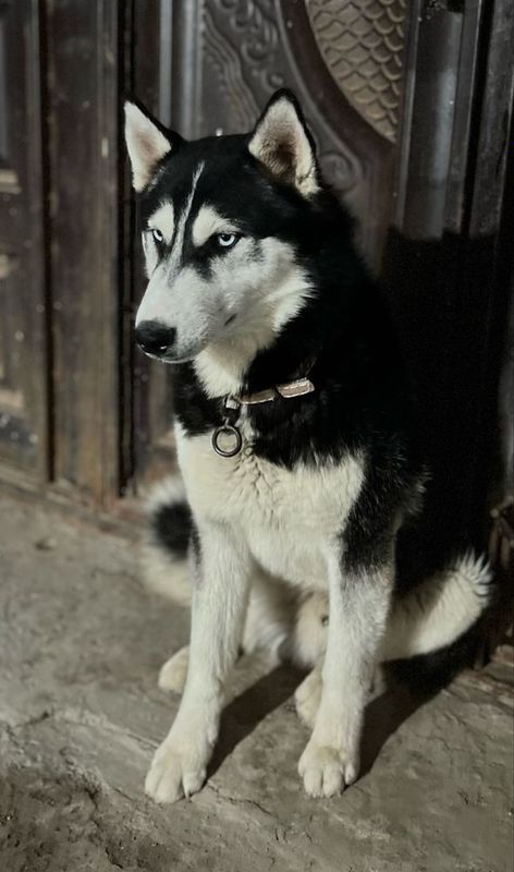 Сибирский хаски Сибирский хаски